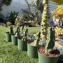 Totem Pole Cactus