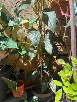 Angel wing begonia