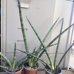 Snake Plant . Silindrical