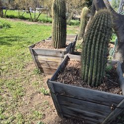 Saguaros sahuaros o qué talla