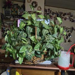 Large Syngonium (Arrowhead) Artifical Plant