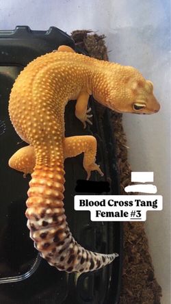 Leopard Gecko Cage