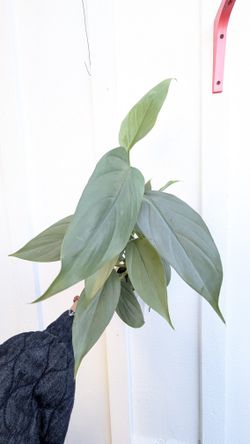 Philodendron Hastatum Silver Sword Plant 4" Pot - Indoor House Plants 