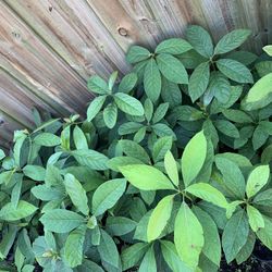 Avocado,Mango ,Papaya Trees And Other Plants For Sale