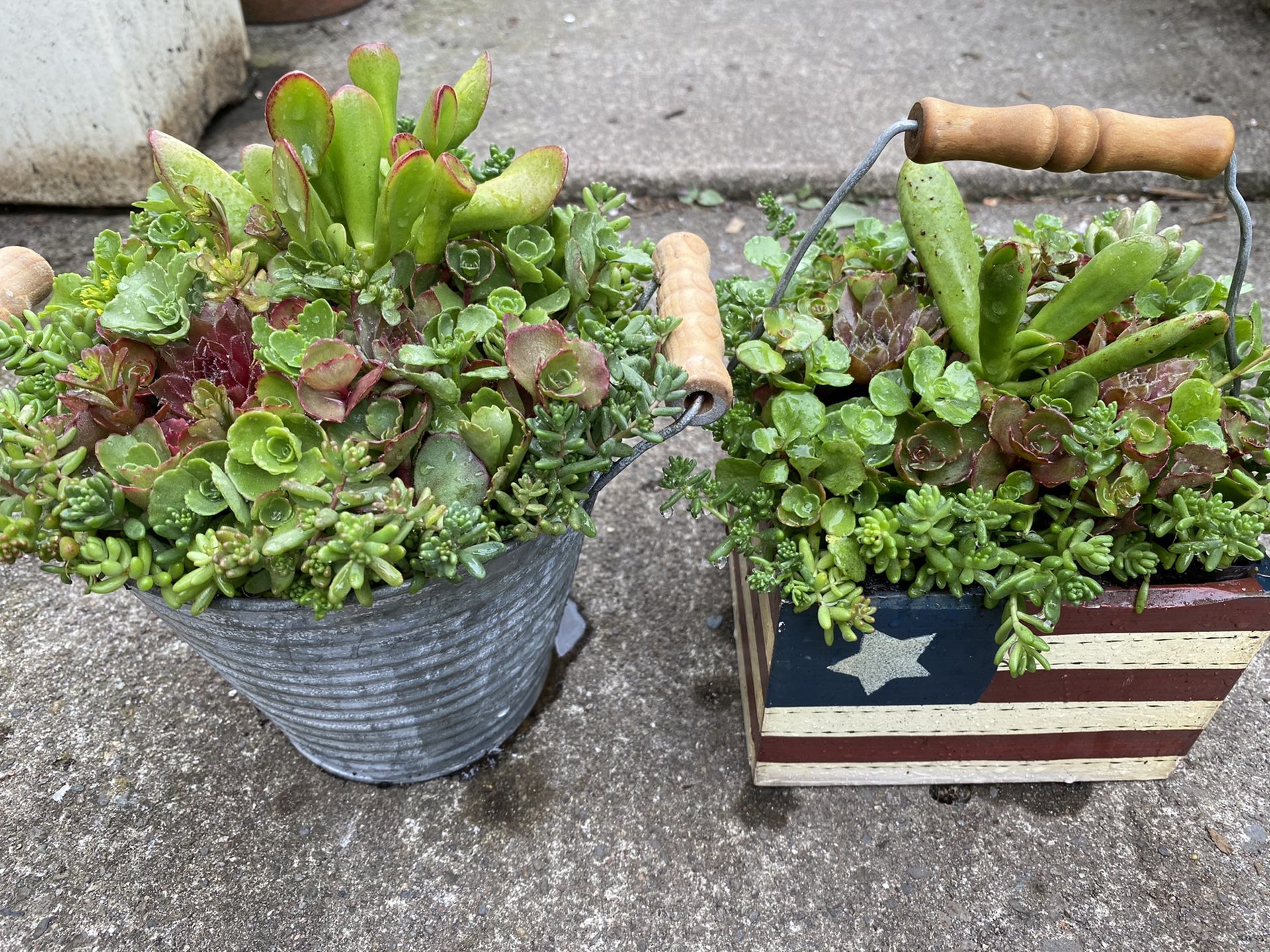 Succulents plants arrangement in its own containers.