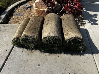 Free leftover SOD. TALL FESCUE. Approximately 70 sq ft.
