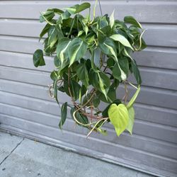 6” brazilian philodendron