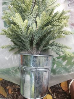 Decorative Reefs  And Planta