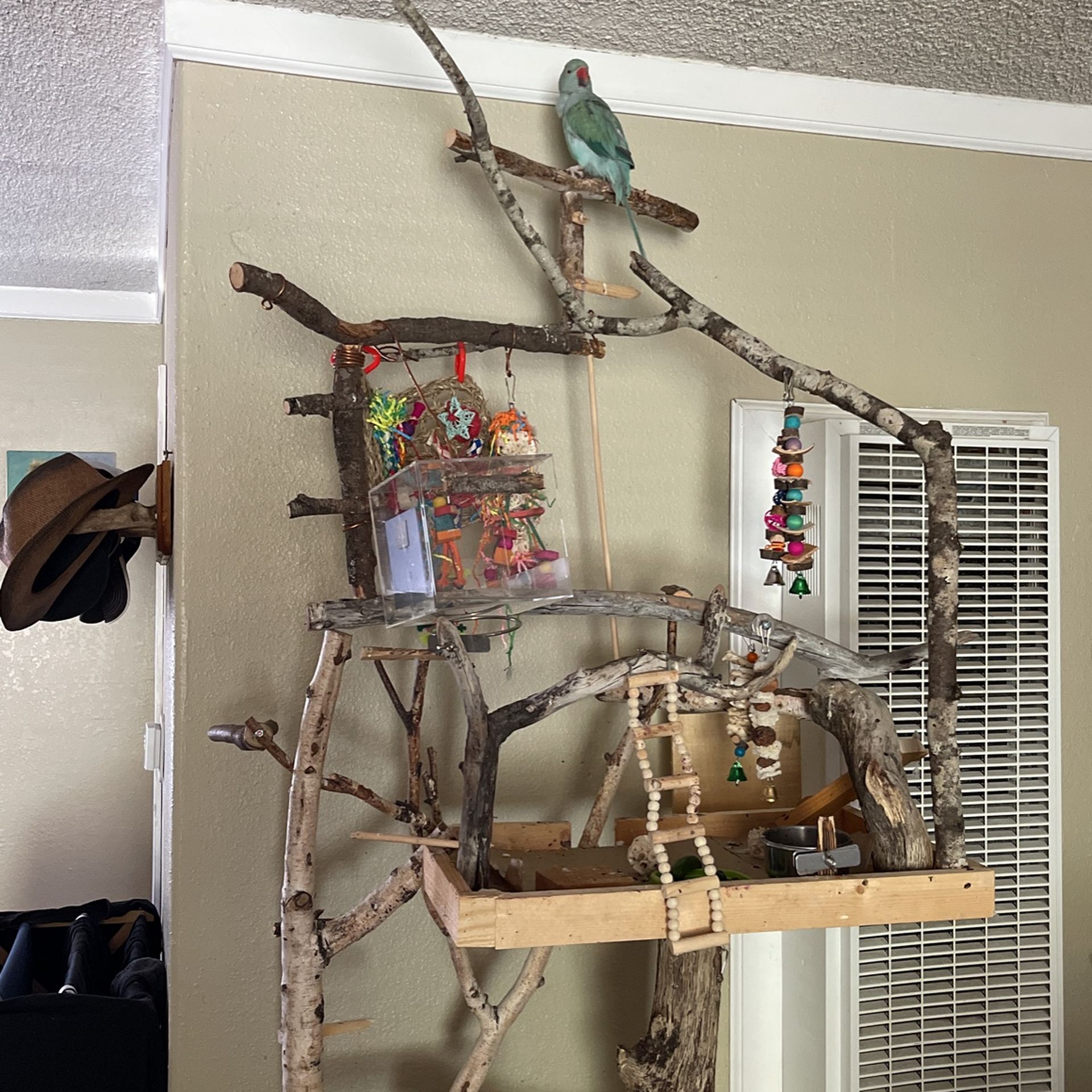 Indian Ring Neck Parrot Stand