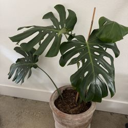 Large Monstera Plant With Pot