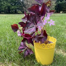 Beautiful Flowers Alive 