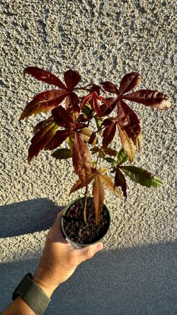 japanese red maple tree in a 4” cup