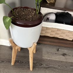 Both Plants And Stand