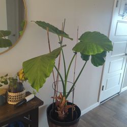 2 Alicia Wenti Plants 