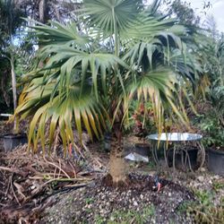 Thatch Palm 5-6'ft Trunk🌴$450