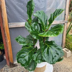Fiddle Leaf Fig Plant 10"  Nursery Pot