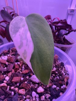 Rooted Albo monstera plant from cutting