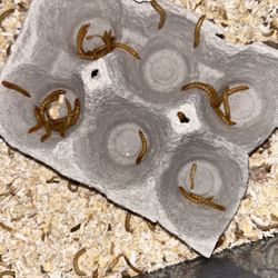 Mealworms Reptile 