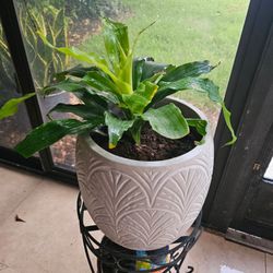White Embossed Ceramic Planter with Plant