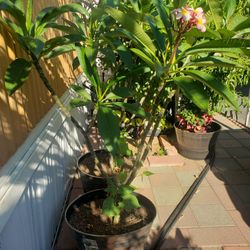 Plumeria Rosa