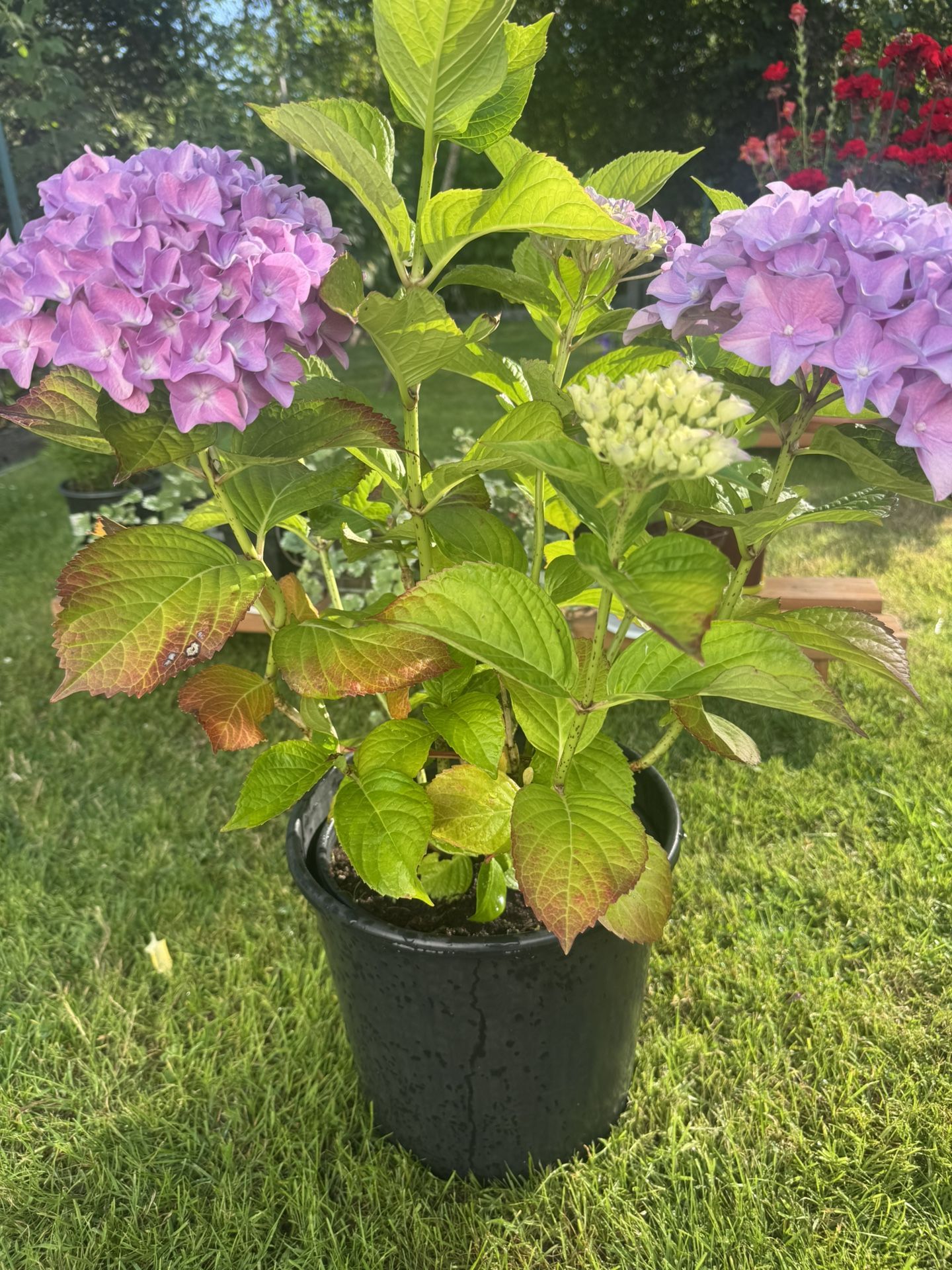 Hydrangea plant perennial