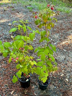 raspberry himbo top