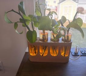 Plant Propagation Stand