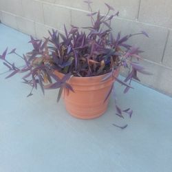Large Purple Plant 