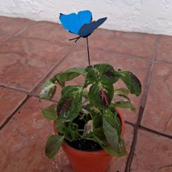 MEDIUM DECORATIVE PLANT 🪴 