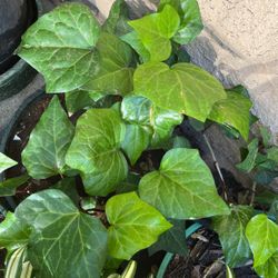 Ivy Plants In Pot Decorative Green Plant Easy To Care For Drought Tolerant