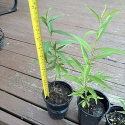 Peach seedlings