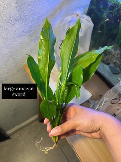 Freshwater aquarium plants