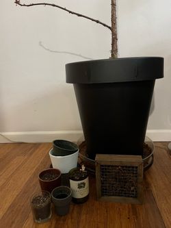 Free plant pots | huge pot on wheels |  mini green wall setting !