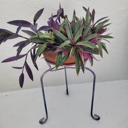 Plants In Big Pot And Plant Stand 