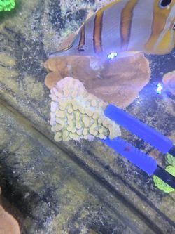 Beach bum coral