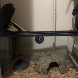 Small reptile tank set up