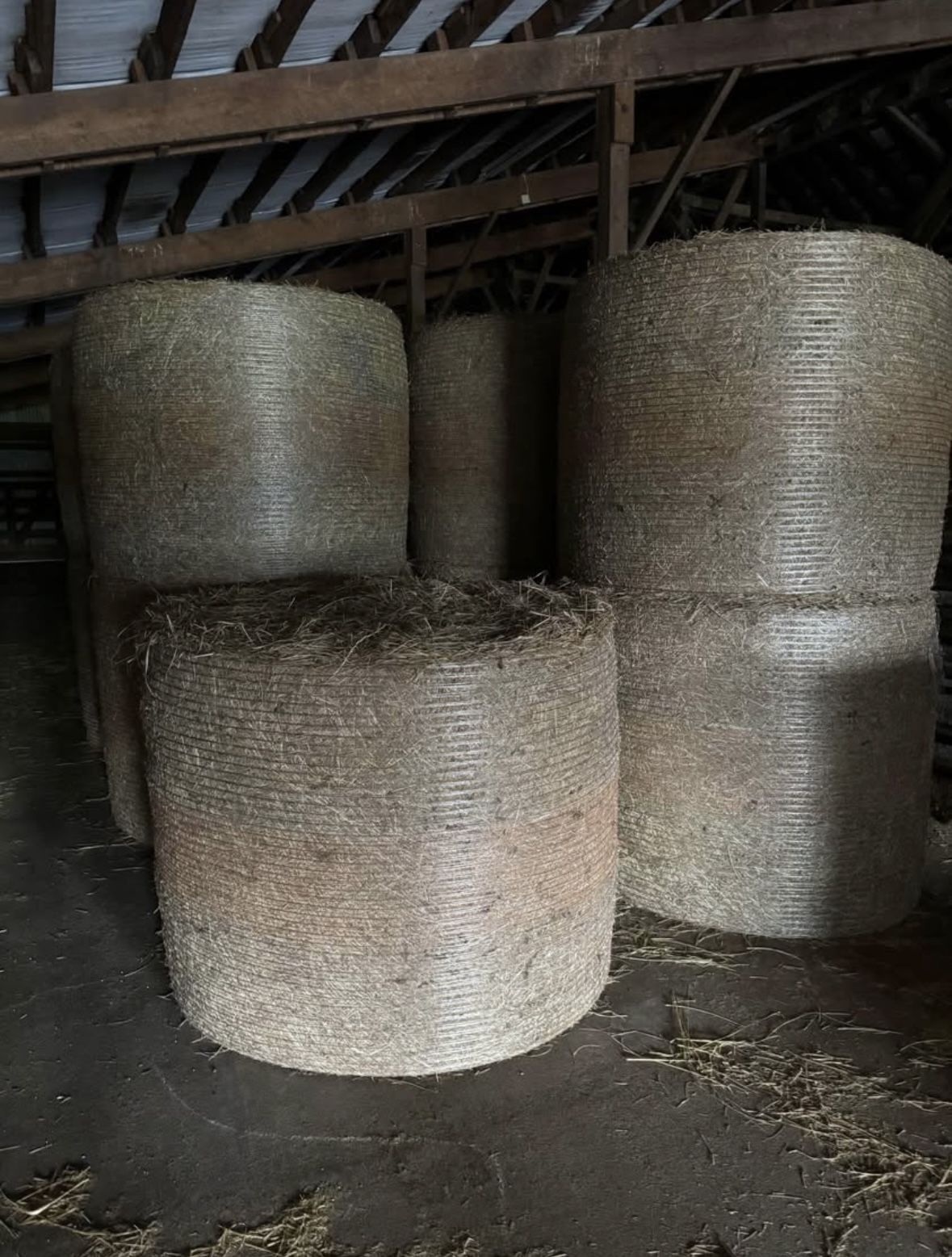 2nd cutting Mixed Orchard Grass Dry Hay Large Round Bales