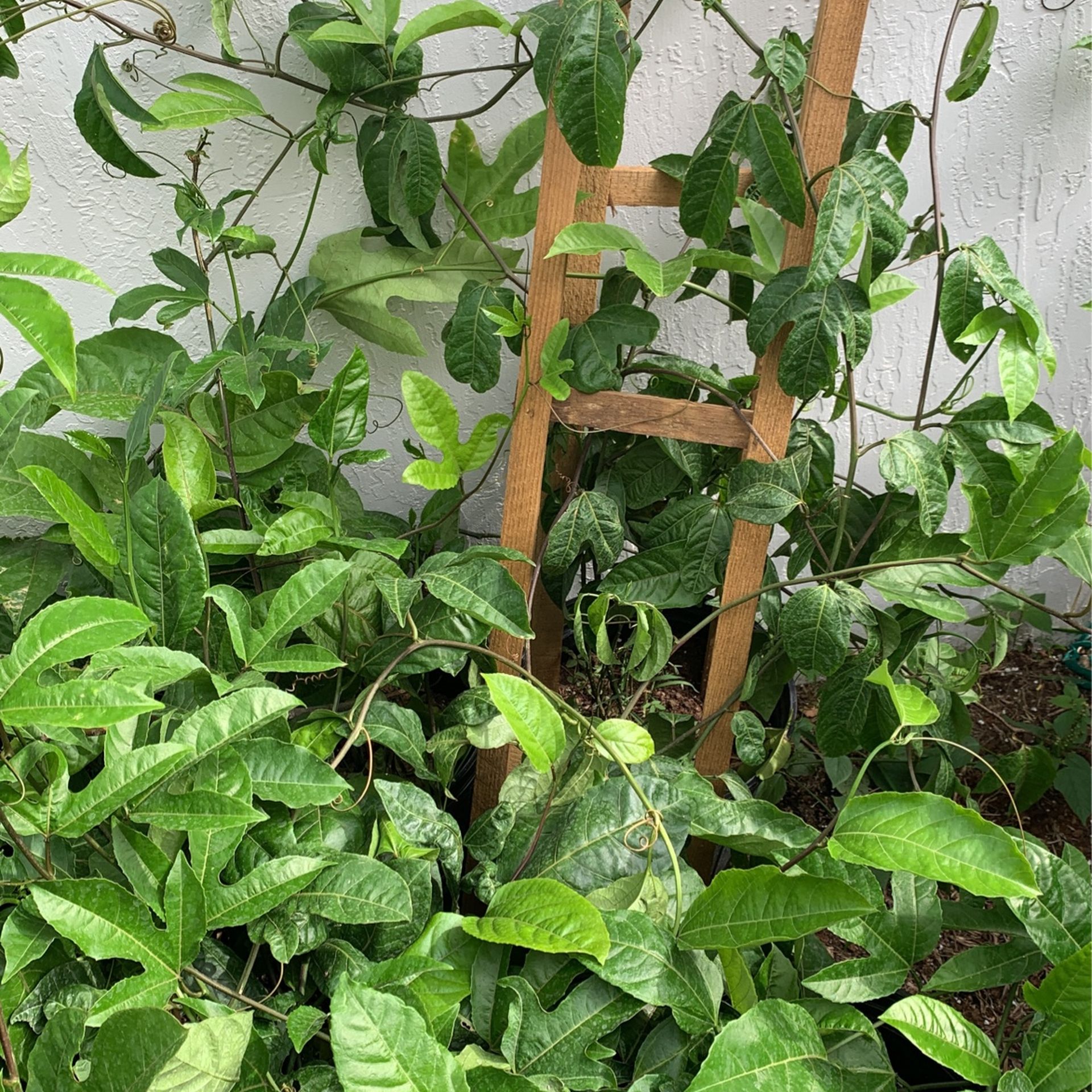 Passion Fruit Vine