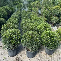 Single Ball Topiary In 3 gls Pot. SPECIAL PRICE 🤩