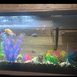 55 Gallon Fish Tank 
