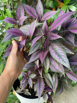 Huge plant***2 gallon pot purple Persian shield, 95820