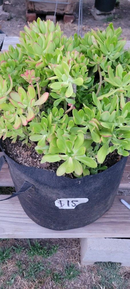 Succulent Plant