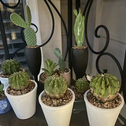 Small Succulent Or Cacti Plant -$3 Each