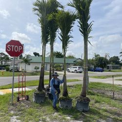 14 Feet Tall Christmas Palms Coconut Foxtail Fishtal
