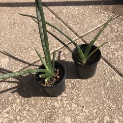 Snake Plant Cylindrica 1 Gallon
