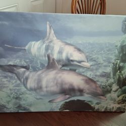 Dolphin Picture