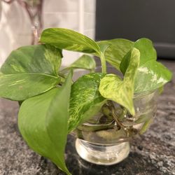 Rooted pathos (in water)