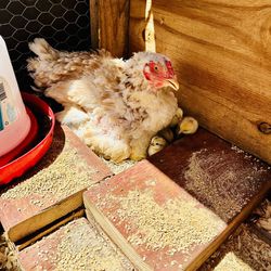 High-quality Aseel hatching eggs available for sale
