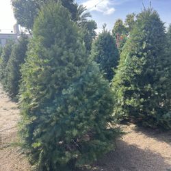 También tengo Árboles por mayoreo buenos precios