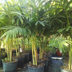 PRICE REDUCED!  CHRISTMAS PALM IN 7 GALLONS OVER  4' WITH MULTIPLE TRUNK FOR ONLY $30 ONLY A FEW LEFT! 
